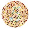 Normal color vision should see a "5" more than a "2"